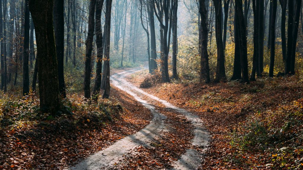 A curving trail in the woods covered with fallen autumn leaves